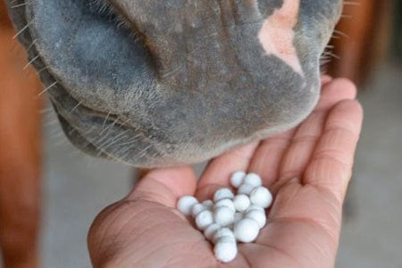 GumBits Treats Gum Bits - Training Treat equestrian team apparel online tack store mobile tack store custom farm apparel custom show stable clothing equestrian lifestyle horse show clothing riding clothes horses equestrian tack store