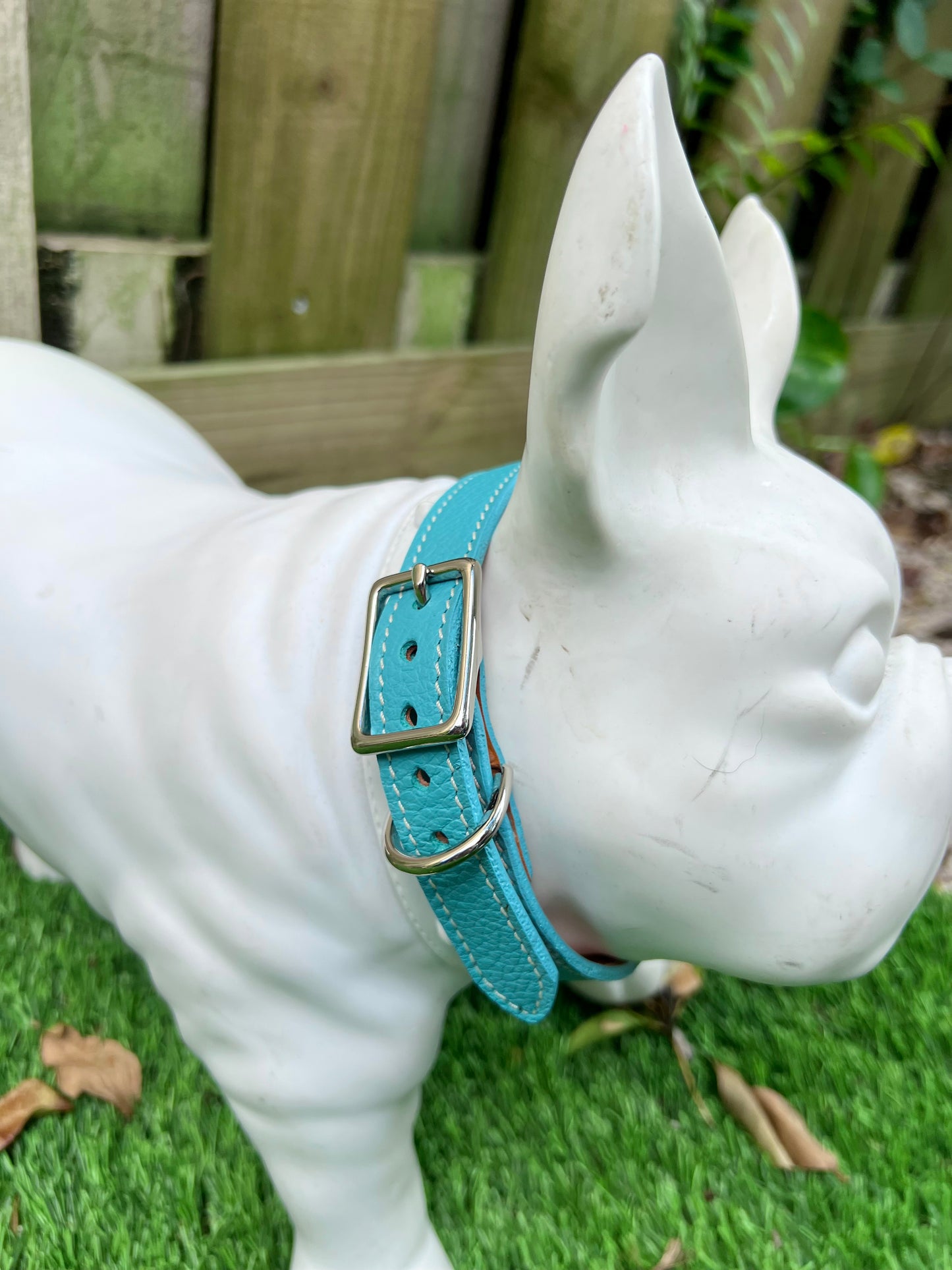 Chuck P dog collar Turquoise / 12 Chuck P- Dog Collars equestrian team apparel online tack store mobile tack store custom farm apparel custom show stable clothing equestrian lifestyle horse show clothing riding clothes Chuck P- Dog Collars horses equestrian tack store