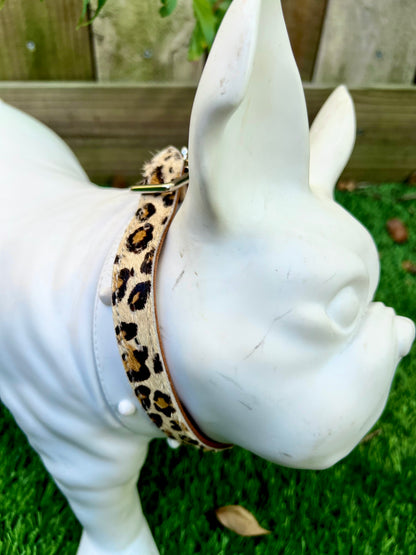Chuck P dog collar Cheetah / 6 Chuck P- Dog Collars equestrian team apparel online tack store mobile tack store custom farm apparel custom show stable clothing equestrian lifestyle horse show clothing riding clothes Chuck P- Dog Collars horses equestrian tack store