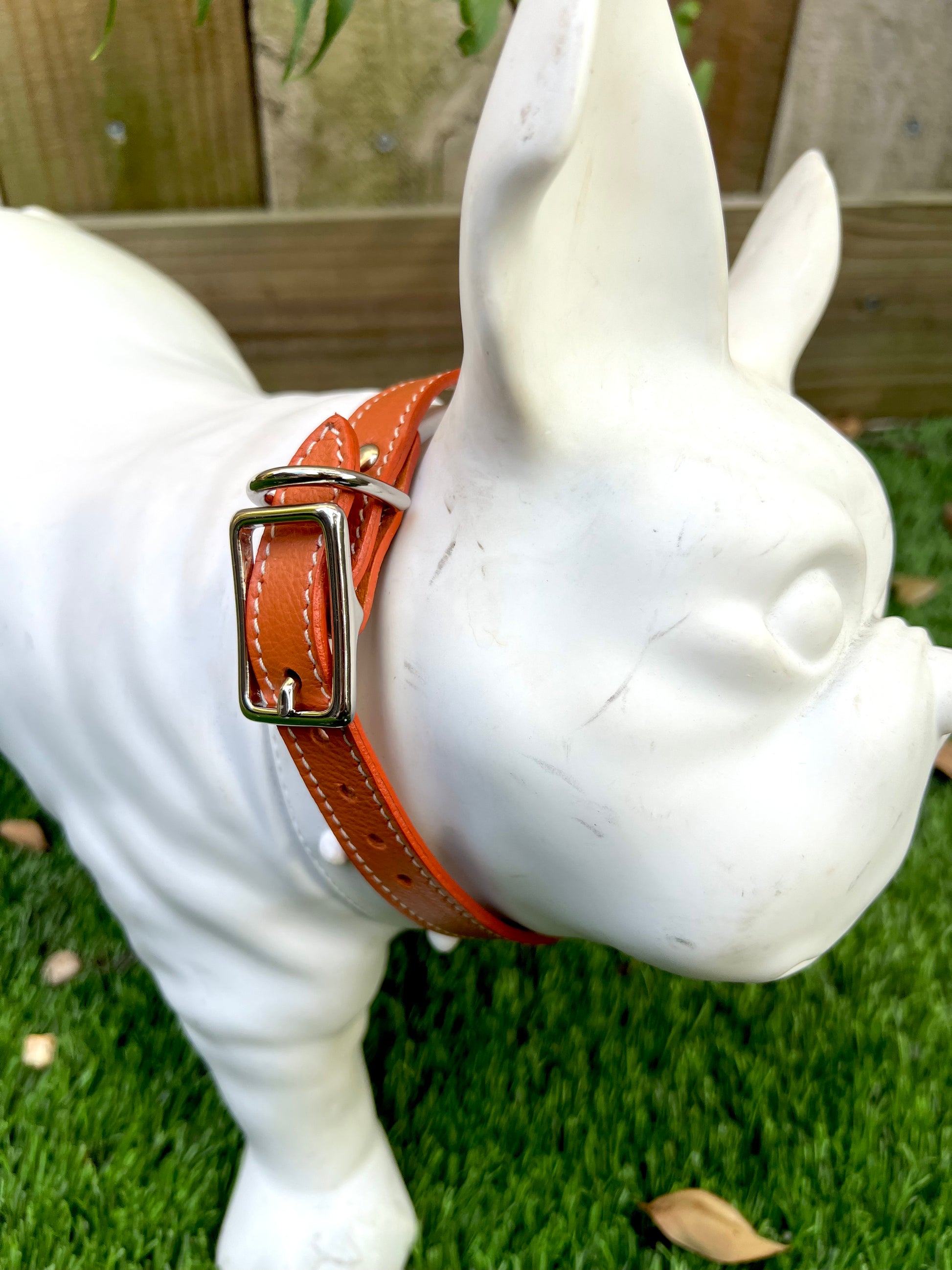 Chuck P dog collar Hermes Orange / 10 Chuck P- Dog Collars equestrian team apparel online tack store mobile tack store custom farm apparel custom show stable clothing equestrian lifestyle horse show clothing riding clothes Chuck P- Dog Collars horses equestrian tack store