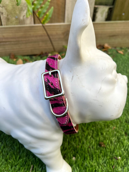 Chuck P dog collar Fuchsia Tiger / 6 Chuck P- Dog Collars equestrian team apparel online tack store mobile tack store custom farm apparel custom show stable clothing equestrian lifestyle horse show clothing riding clothes Chuck P- Dog Collars horses equestrian tack store