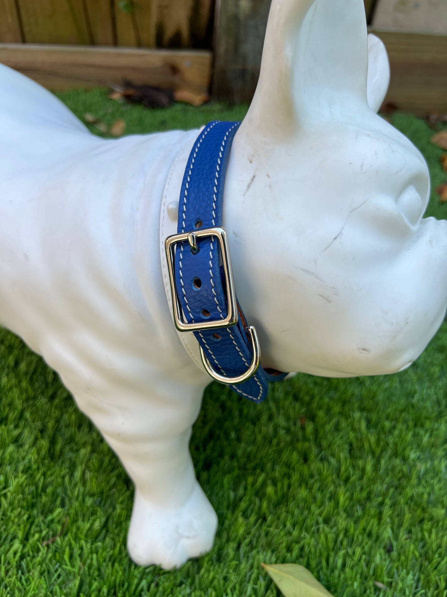 Chuck P dog collar Winner Blue / 11 Chuck P- Dog Collars equestrian team apparel online tack store mobile tack store custom farm apparel custom show stable clothing equestrian lifestyle horse show clothing riding clothes Chuck P- Dog Collars horses equestrian tack store