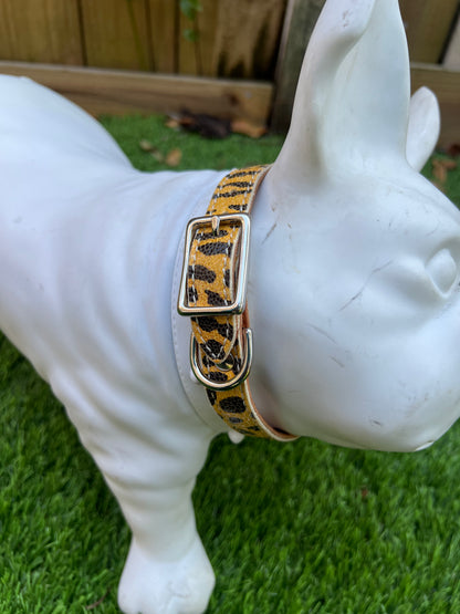 Chuck P dog collar Tiger Print / 6 Chuck P- Dog Collars equestrian team apparel online tack store mobile tack store custom farm apparel custom show stable clothing equestrian lifestyle horse show clothing riding clothes Chuck P- Dog Collars horses equestrian tack store