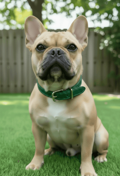 Chuck P dog collar Kelly Green / 14 Chuck P- Dog Collars equestrian team apparel online tack store mobile tack store custom farm apparel custom show stable clothing equestrian lifestyle horse show clothing riding clothes Chuck P- Dog Collars horses equestrian tack store