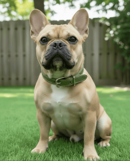 Chuck P dog collar Fern / 10 Chuck P- Dog Collars equestrian team apparel online tack store mobile tack store custom farm apparel custom show stable clothing equestrian lifestyle horse show clothing riding clothes Chuck P- Dog Collars horses equestrian tack store