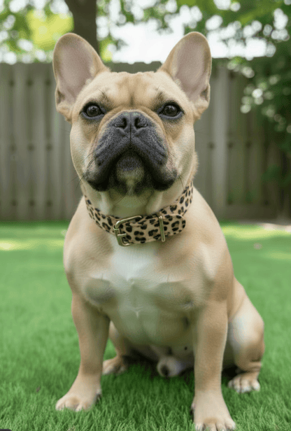 Chuck P dog collar Cheetah / 6 Chuck P- Dog Collars equestrian team apparel online tack store mobile tack store custom farm apparel custom show stable clothing equestrian lifestyle horse show clothing riding clothes Chuck P- Dog Collars horses equestrian tack store