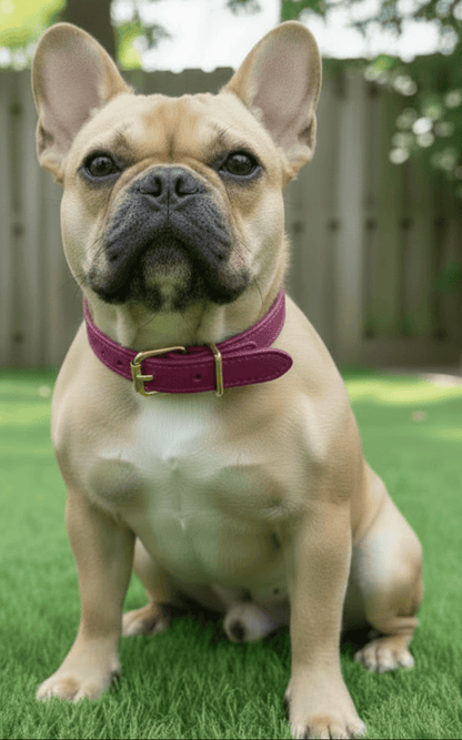Chuck P dog collar Violet / 12 Chuck P- Dog Collars equestrian team apparel online tack store mobile tack store custom farm apparel custom show stable clothing equestrian lifestyle horse show clothing riding clothes Chuck P- Dog Collars horses equestrian tack store
